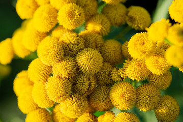 Yellow inflorescences of the helichrysum flower close-up. The concept of medicinal plants