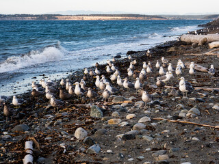 Fototapeta na wymiar Seagulls on the beach at Fort Worden State Park in the evening - Port Townsend, WA, USA