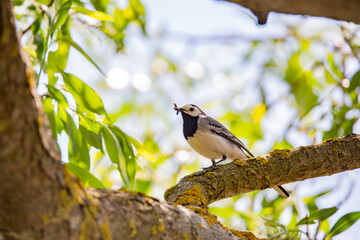 Wagtail with a worm in its beak sitting on a branch in summer. 