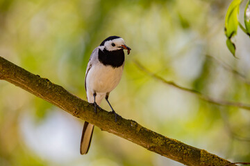Wagtail with a worm in its beak sitting on a branch in summer. 