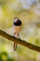 Wagtail with a worm in its beak sitting on a branch in summer. 