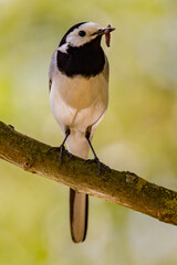 Wagtail with a worm in its beak sitting on a branch in summer. 