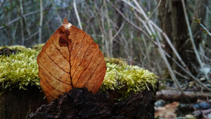moss on a tree and leaf