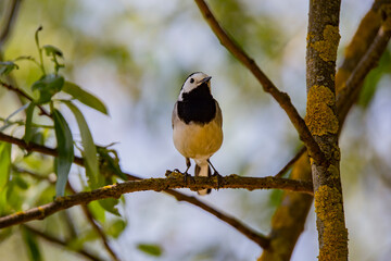 Wagtail with a worm in its beak sitting on a branch in summer. 