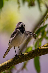 Wagtail with a worm in its beak sitting on a branch in summer. 