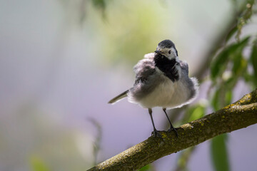 Wagtail with a worm in its beak sitting on a branch in summer. 