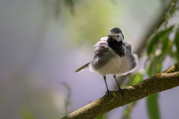 Wagtail with a worm in its beak sitting on a branch in summer. 