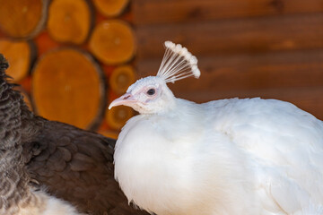 Close-up of the white peacock, indian white peafowl chirps, wild nature