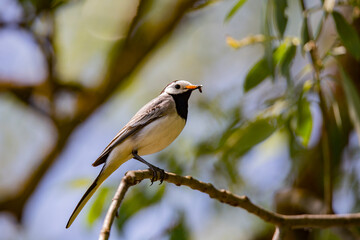 Obraz premium Wagtail with a worm in its beak sitting on a branch in summer. 