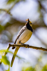 Wagtail with a worm in its beak sitting on a branch in summer. 