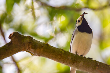 Wagtail with a worm in its beak sitting on a branch in summer. 