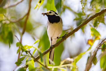 Fototapeta premium Wagtail with a worm in its beak sitting on a branch in summer. 
