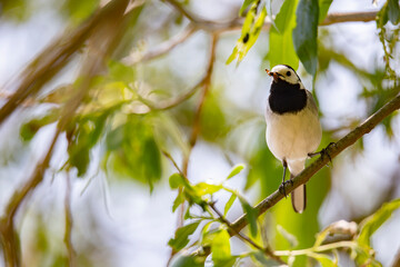 Wagtail with a worm in its beak sitting on a branch in summer. 