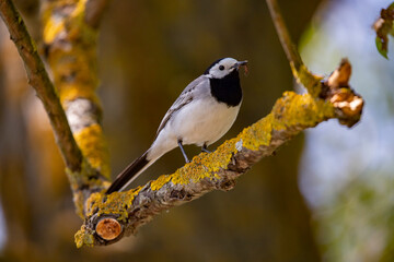 Wagtail with a worm in its beak sitting on a branch in summer. 