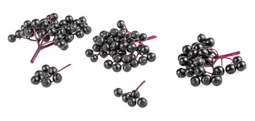 Elderberry twigs isolated on a white background. Ripe black Elderberries. Sambucus.