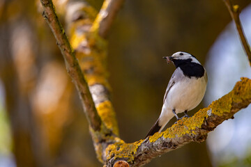Wagtail with a worm in its beak sitting on a branch in summer. 