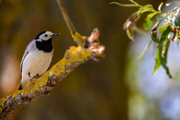 Wagtail with a worm in its beak sitting on a branch in summer. 