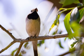 Wagtail with a worm in its beak sitting on a branch in summer. 