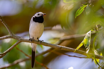 Wagtail with a worm in its beak sitting on a branch in summer. 