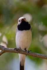 Wagtail with a worm in its beak sitting on a branch in summer. 