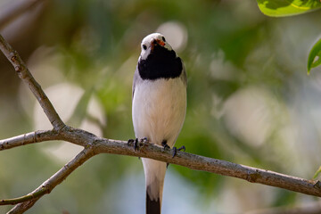 Wagtail with a worm in its beak sitting on a branch in summer. 
