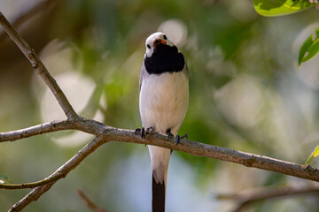 Wagtail with a worm in its beak sitting on a branch in summer. 