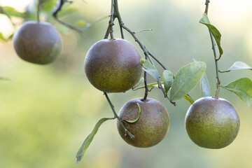 Citrus rust mites damage on oranges. Brown rot is a common citrus tree problem.