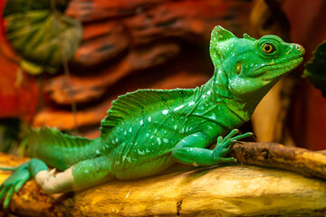 Chameleon disguises itself among the leaves of trees in the rainforest. Green chameleon merges with the environment