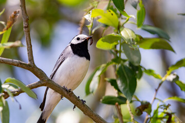 Wagtail with a worm in its beak sitting on a branch in summer. 