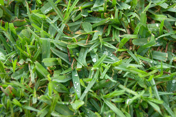 Fototapeta na wymiar close up of green grass dampened by the dew of a summer morning.