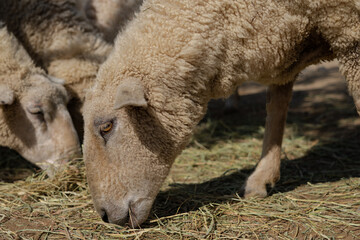 A sheep native to New Zealand.