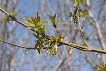 The beginning of spring, the leaves on the tree bloomed