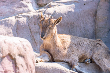 The Markhor or scythe goat lies on rocks and gets sunbases. Mountain goat in the wild Capra...