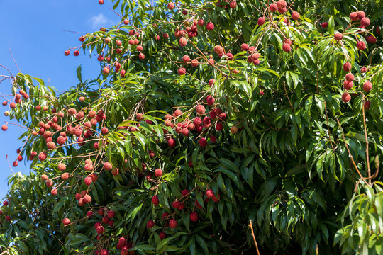 Fresh lychee on the tree. Lychee trees covered with Ripe Lychees. Ripe lychee fruits on tree in the plantation. 