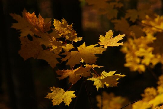 herbst bl&auml;tter gelber farbe auf  schwarzem hintergrund