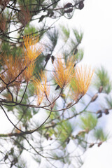 autumn leaves on the tree