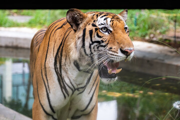 Fototapeta na wymiar Asia tiger with blurred background.