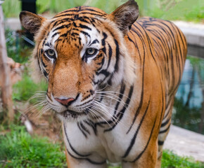 Asia tiger with blurred background.