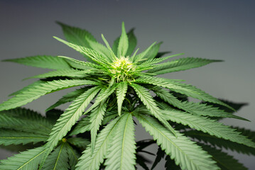 Marijuana plant with flowers and leaves. Cannabis concept,