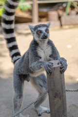 A close up shot of a ring-tailed lemur.