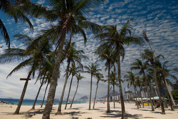 Fototapeta na wymiar Coconut trees in Copacabana Beach Rio de Janeiro Brazil