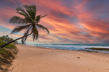 Obraz na płótnie Canvas Lone coconut leaning on deserted tropical beach