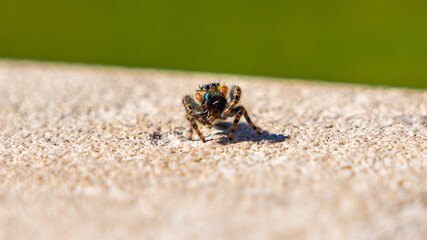 Spider on Rock