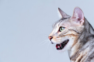 Silver Bengal Cat in studio
