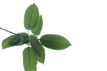 A branch of Kratom leaves on white isolated background for green foliage backdrop 