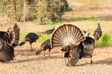 Male Wild Turkey Fanning Tail Feathers © Mathais