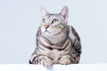 Silver Bengal Cat in studio