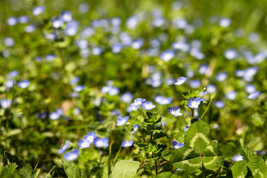 Veronica flowers blue. Wild medicinal plants. The flowers grow in the field.Small blue forest flowers in a clearing. Forest violet, spring
