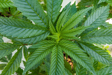 Cloned Female Marijuana Plant in Vegging Stage - California Cannabis