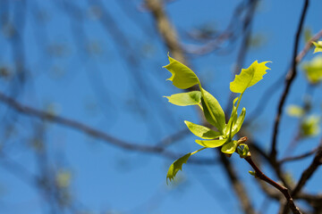 Tulip tree, Liriodendron, Liriodendron tulipifera young leaves on a tree branch
